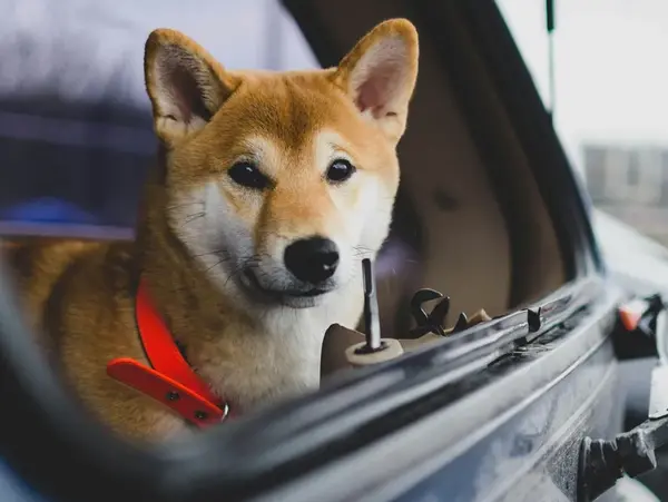Traitement poils d'animaux